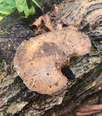 Cerioporus squamosus