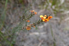 Dillwynia sericea