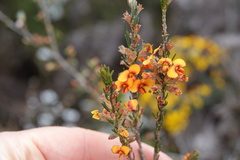 Dillwynia sericea