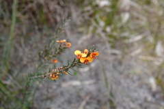 Dillwynia sericea
