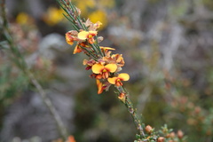 Dillwynia sericea