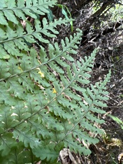 Dryopteris glabra