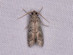 Cacotherapia flexilinealis