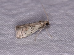 Cacotherapia flexilinealis