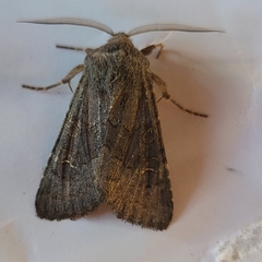 Aporophyla lutulenta