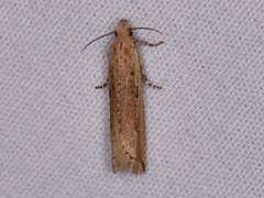 Bactra