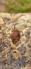 Gonyleptoidea