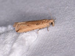Bactra