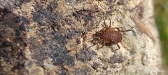 Gonyleptoidea