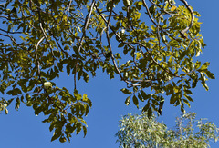 Pleiogynium timoriense