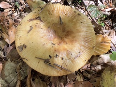 Russula grata
