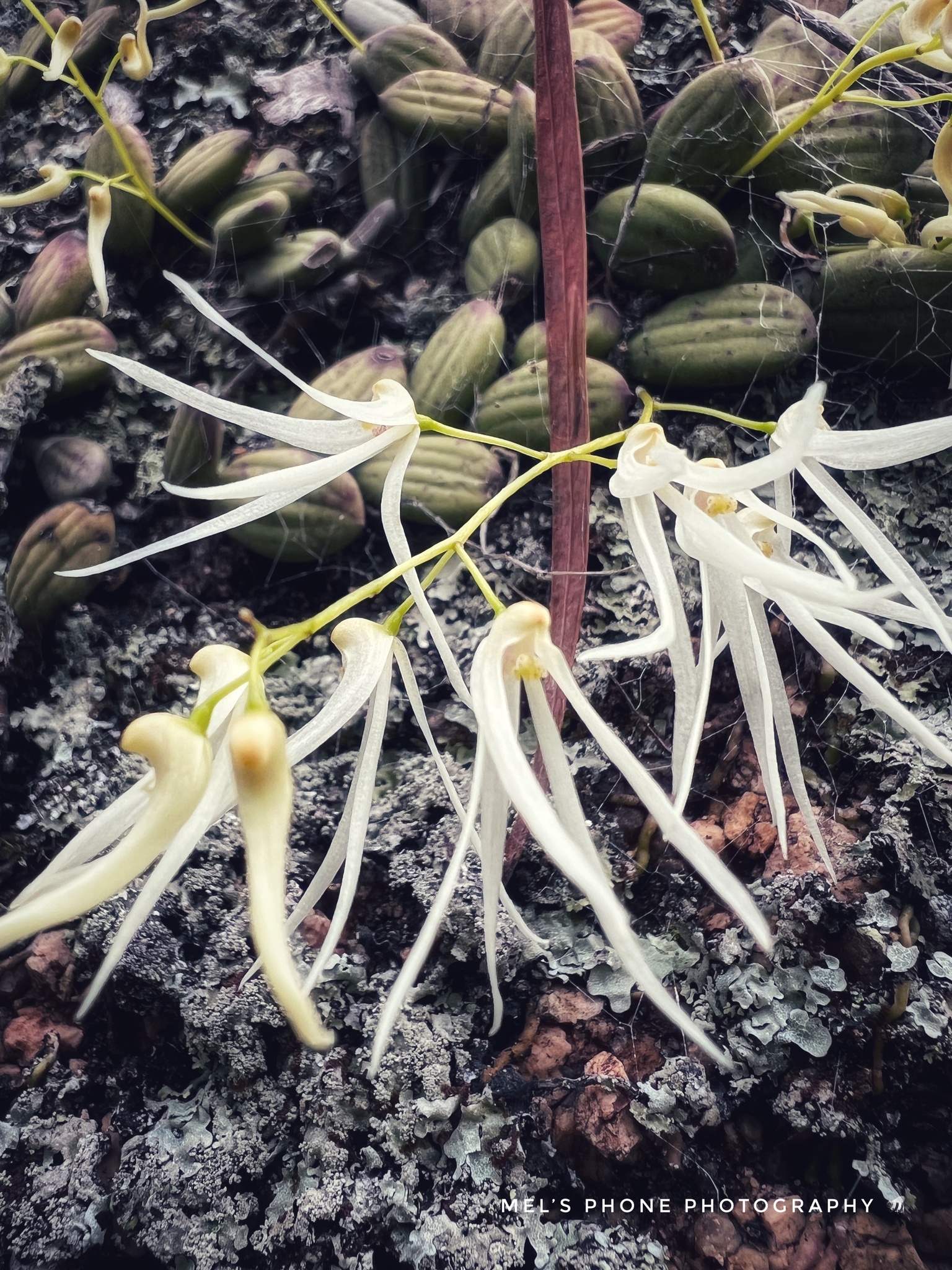 Dendrobium linguiforme