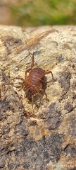 Gonyleptoidea