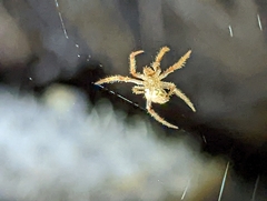 Eriophora edax