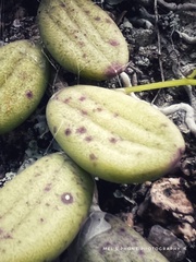 Dendrobium linguiforme