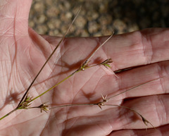 Scleria mackaviensis