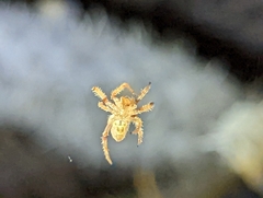Eriophora edax