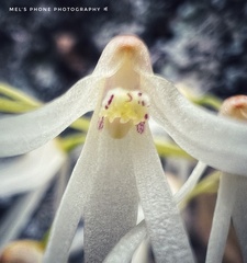 Dendrobium linguiforme