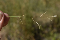 Aristida utilis