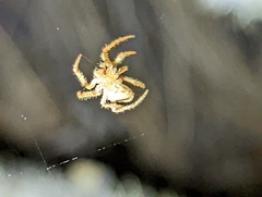 Eriophora edax