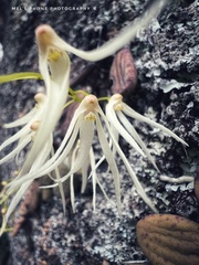 Dendrobium linguiforme