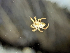 Eriophora edax