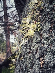 Dendrobium linguiforme