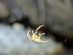 Eriophora edax