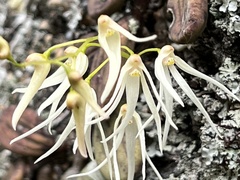 Dendrobium linguiforme