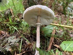 Macrolepiota mastoidea