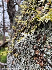 Dendrobium linguiforme
