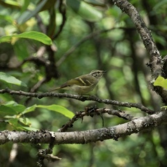 Phylloscopus forresti