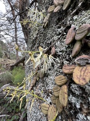 Dendrobium linguiforme