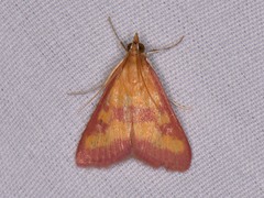 Pyrausta laticlavia