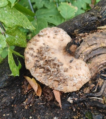 Cerioporus squamosus