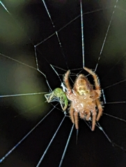 Eriophora edax