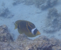 Chaetodon lunula