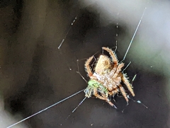 Eriophora edax