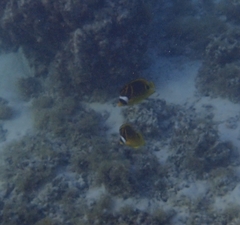 Chaetodon lunula