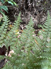 Dryopteris glabra
