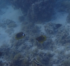 Chaetodon lunula