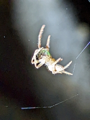 Eriophora edax