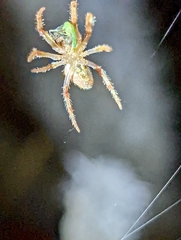 Eriophora edax