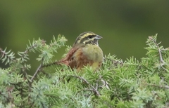 Emberiza cirlus