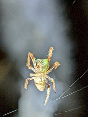 Eriophora edax