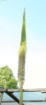 agave plant care Century Plant