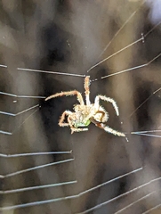 Eriophora edax