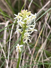 Stackhousia monogyna