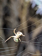 Eriophora edax