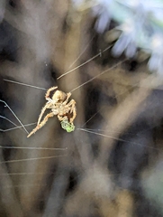 Eriophora edax